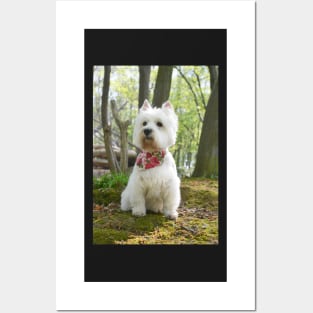 Westie in the woods Posters and Art